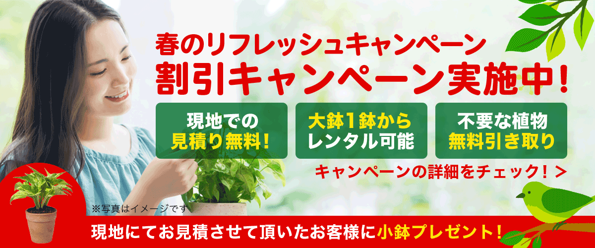 春のリフレッシュキャンペーン 観葉植物レンタル割引キャンペーン実施中！