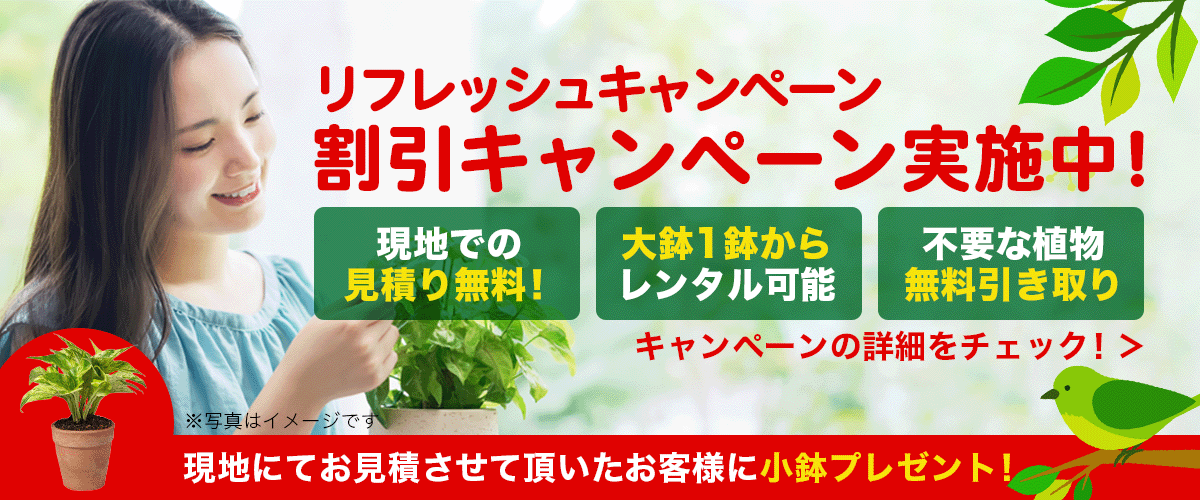 リフレッシュキャンペーン 観葉植物レンタル割引キャンペーン実施中！