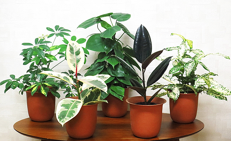 観葉植物 大 ゴムの木 カポック 業務 店舗