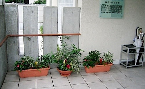 クリニック玄関　観葉植物設置事例