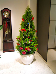 クリスマスツリー　観葉植物設置事例
