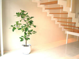 オフィスビル 階段下　観葉植物設置事例