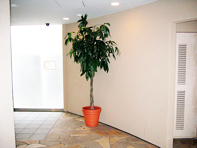 マンションのエントランス　観葉植物設置事例