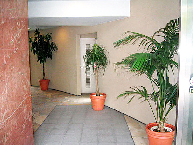 マンションのエントランス　観葉植物設置事例