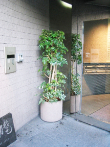 ビルの入り口　観葉植物設置事例