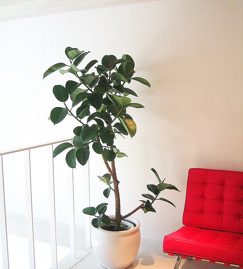 オフィスの待合室　観葉植物設置事例