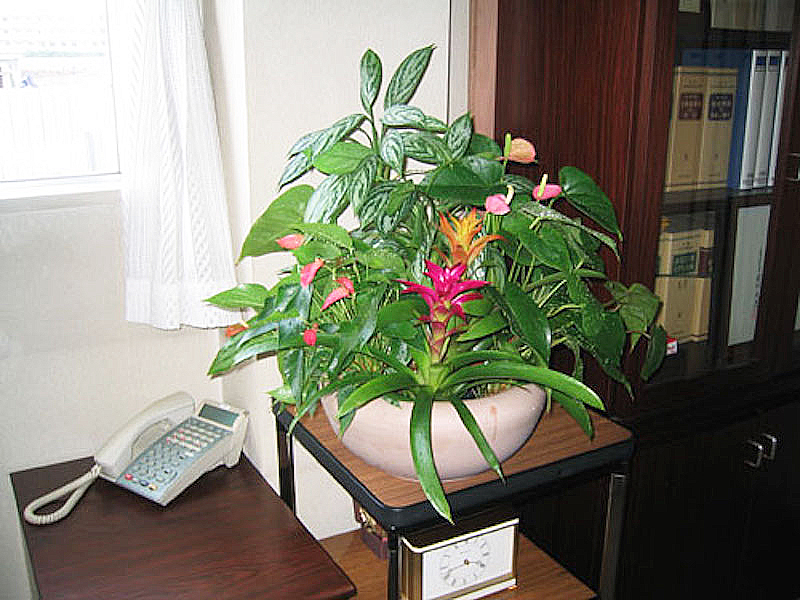 オフィスの応接室　観葉植物設置事例