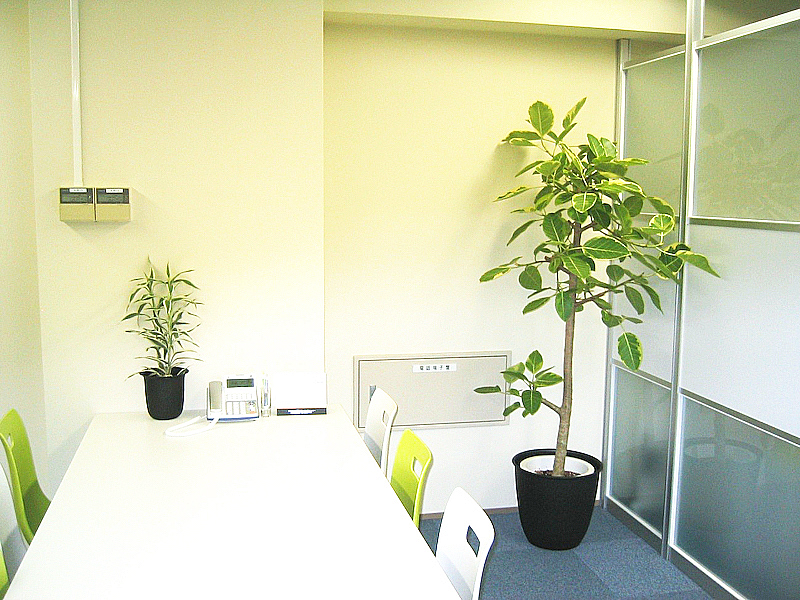 オフィスの打ち合わせ室　観葉植物設置事例