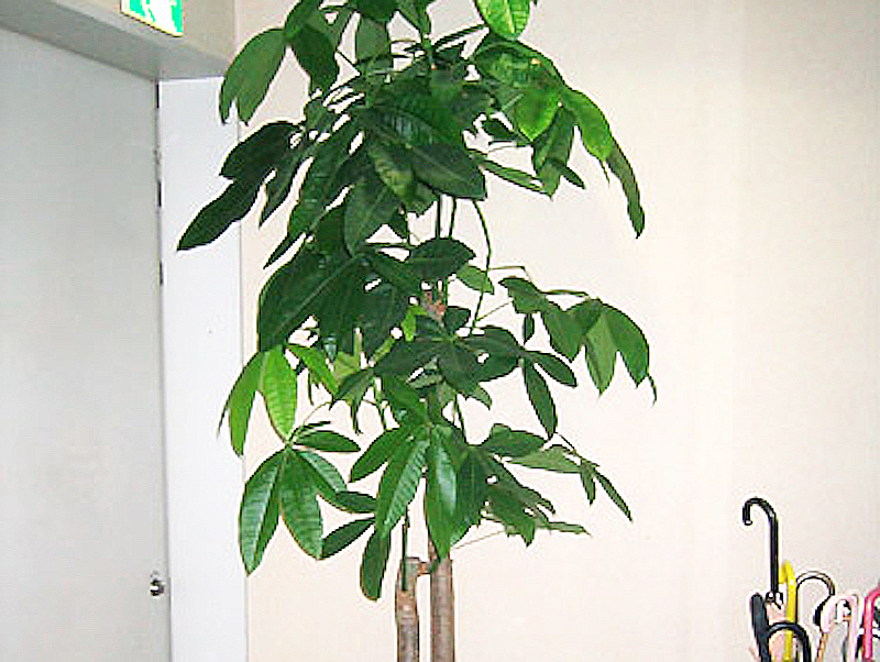 オフィスの入り口　観葉植物設置事例