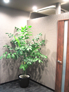 オフィスの通路　観葉植物設置事例