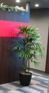 オフィスの応接室　観葉植物設置事例