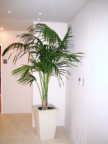 店内装飾　観葉植物設置事例