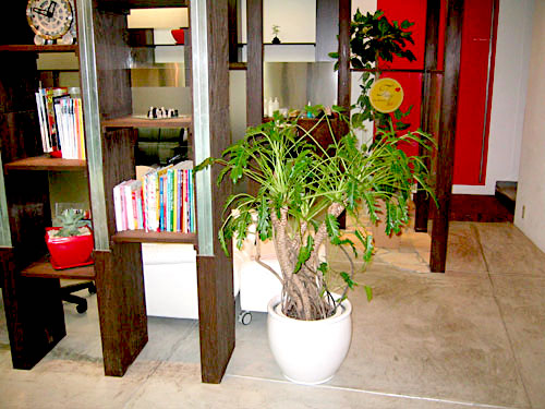 店内装飾　観葉植物設置事例