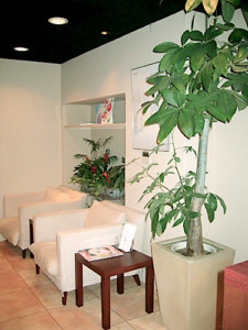 店内の待合室　観葉植物設置事例