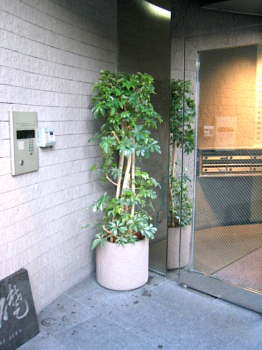 ビルの入り口　観葉植物 レンタル事例