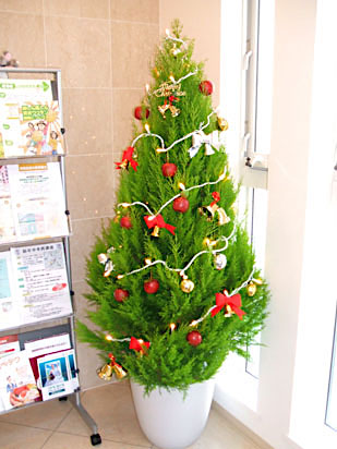 クリスマスツリー　観葉植物 レンタル事例