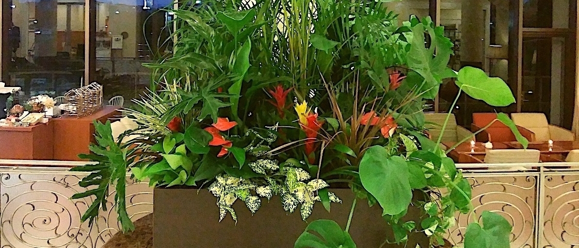 観葉植物のレンタル ベニバナ